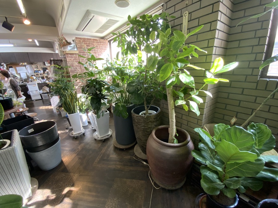 オフィスに設置した観葉植物