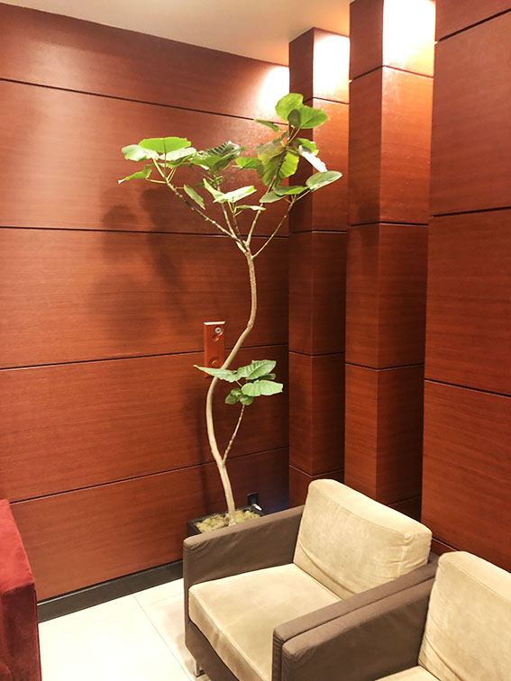 鉢物・観葉植物