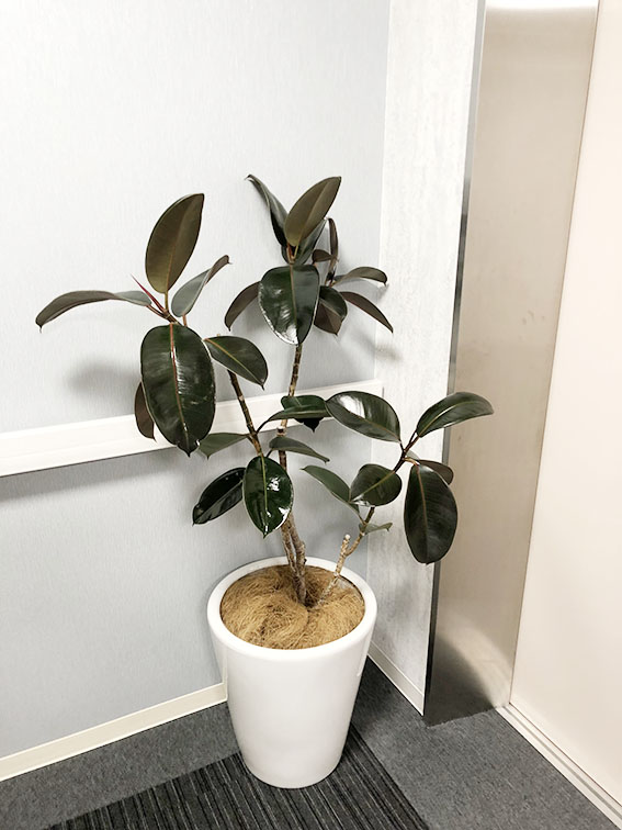 鉢物・観葉植物