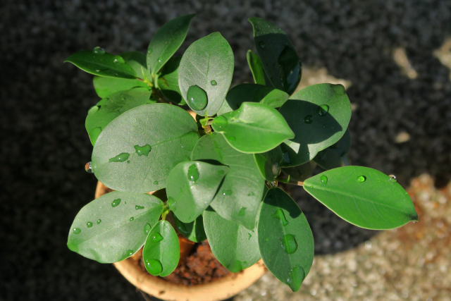【庭におすすめ】屋外で育てやすい観葉植物一覧｜育てるポイントも