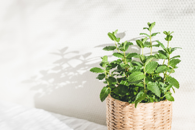 オシャレで虫除けになる観葉植物8選！虫が付きにくい観葉植物も紹介