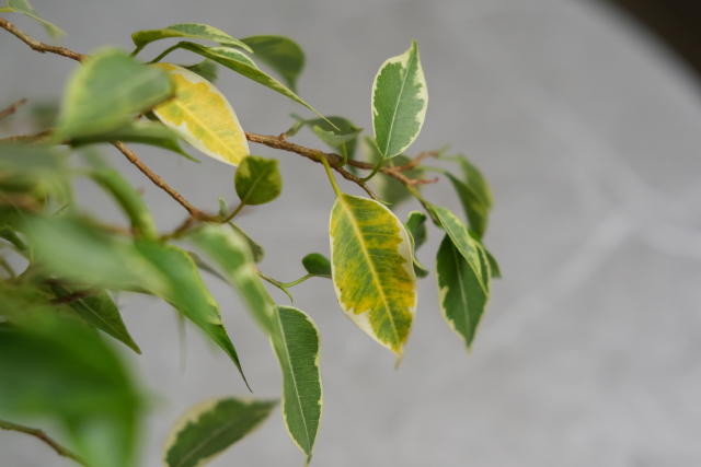 観葉植物に元気がない…その原因と復活させる対処法とは？