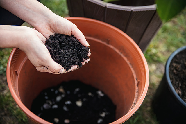 観葉植物を捨てる際に注意すべきポイント