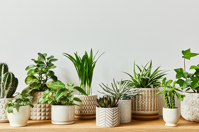 日光なしで観葉植物を育てる際の注意点