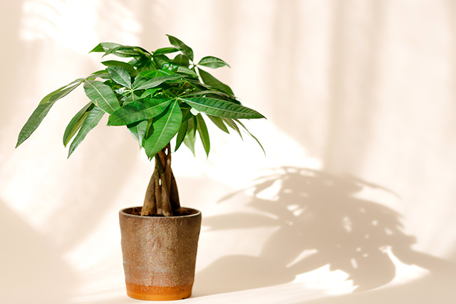 日当たりが良い室内で育てやすい観葉植物の一例（パキラ）