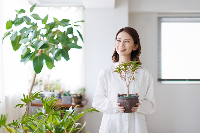 室内で育てやすい！大きい観葉植物のおすすめ8選