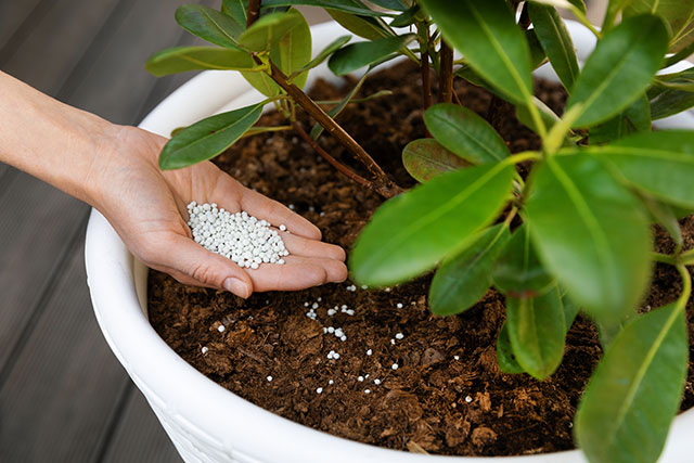 観葉植物に元気がない時の応急処置