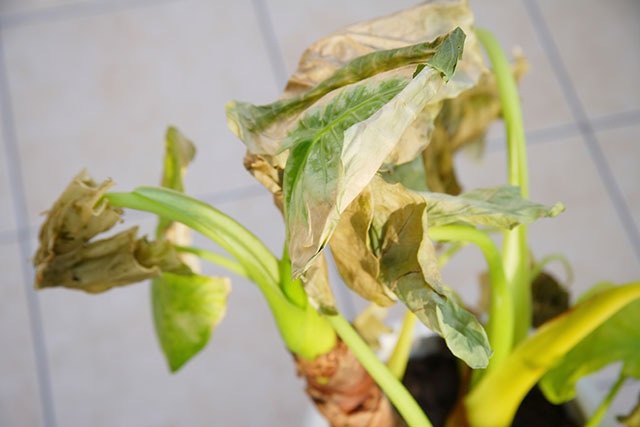 観葉植物の捨て方は？お得に捨てる方法や捨てる前のチェックポイント