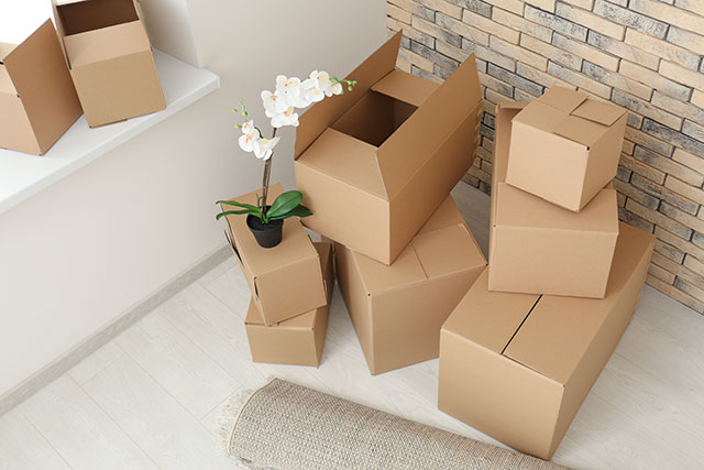 引っ越し・運搬用に観葉植物を梱包する方法