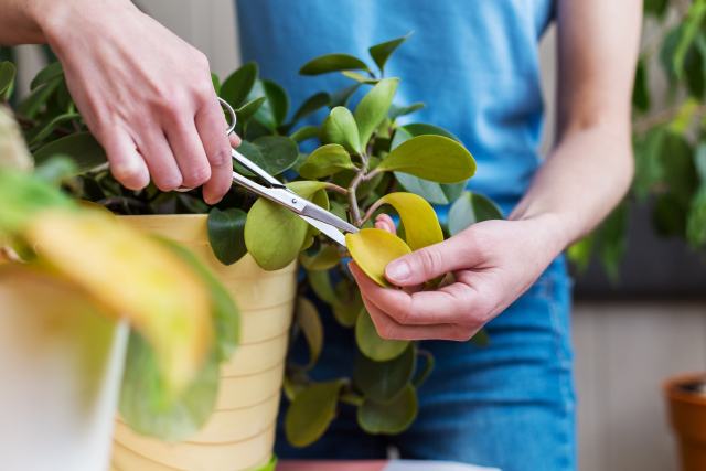 観葉植物が伸びすぎ！簡単な剪定方法とお手入れのポイントを紹介