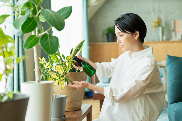 手入れが簡単な観葉植物7選！育て方や枯らさないコツも解説