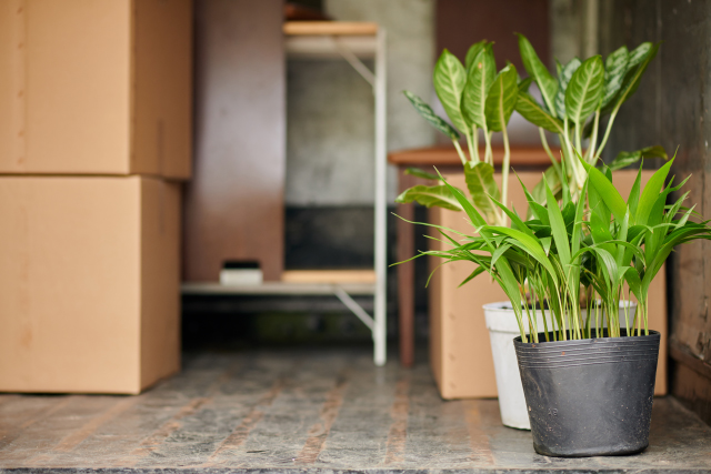 観葉植物の引き取りはどこに頼む？料金は？費用相場や回収業者について