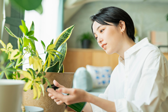 【徹底比較】観葉植物のメリット・デメリット｜不安を解決しよう！