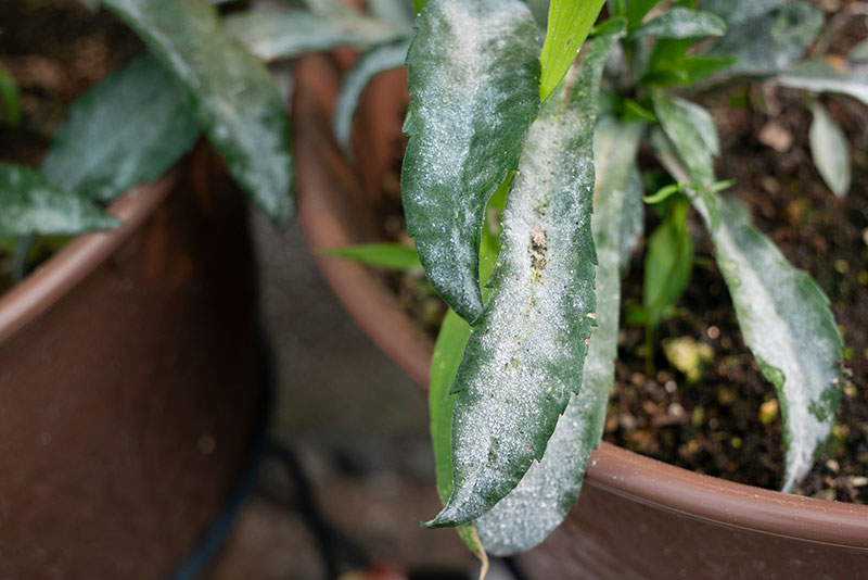 観葉植物の白い粉や綿は病気のサイン！その正体と発生原因・適切な対処法とは？