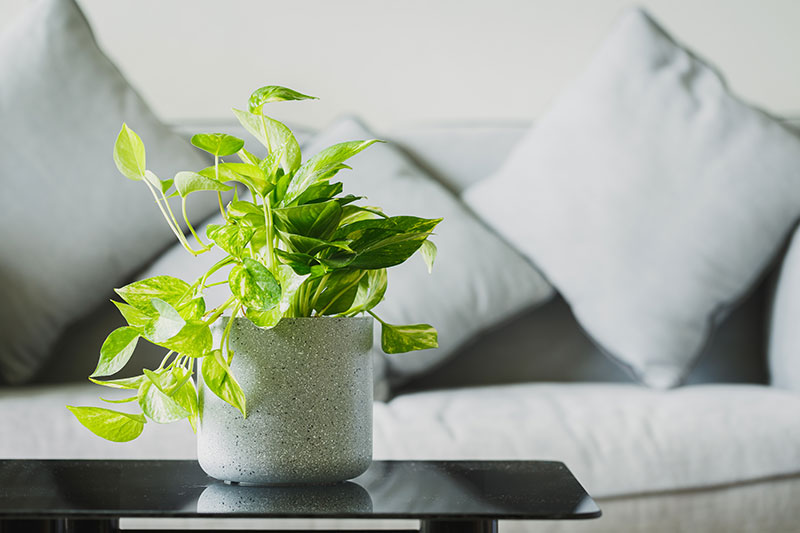 観葉植物のポトスの育て方を紹介｜水やりの方法や挿し木・植え替えのコツ