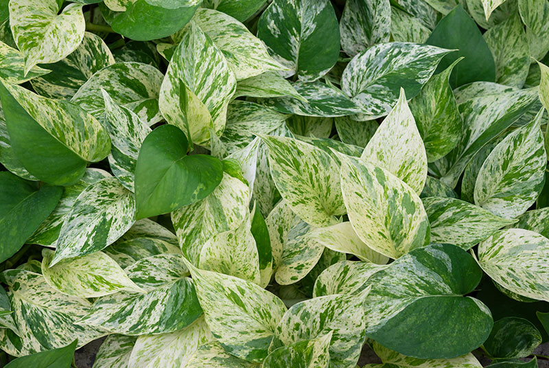 観葉植物のポトスの原産地や特徴とは