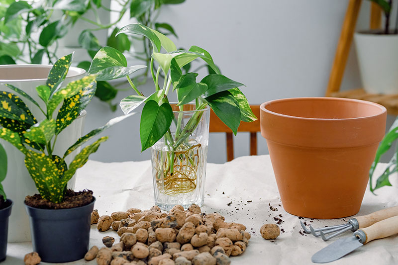 観葉植物のポトスを育てるなら定期的な植え替えが必須