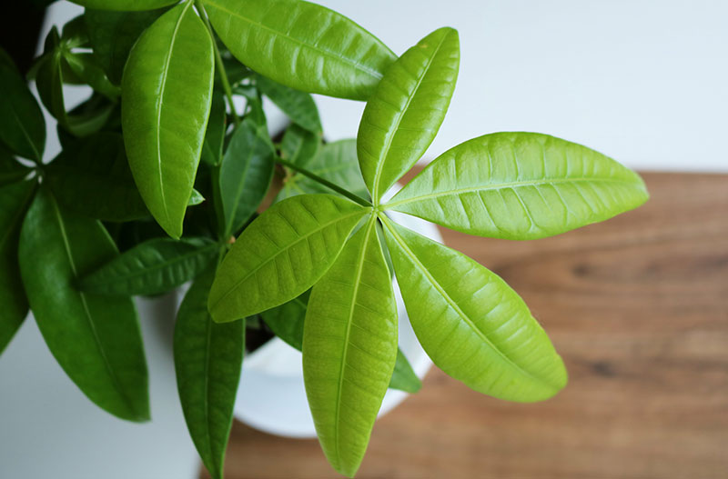 観葉植物のパキラが元気ない・枯れる理由は？主な原因と復活させるための対処法