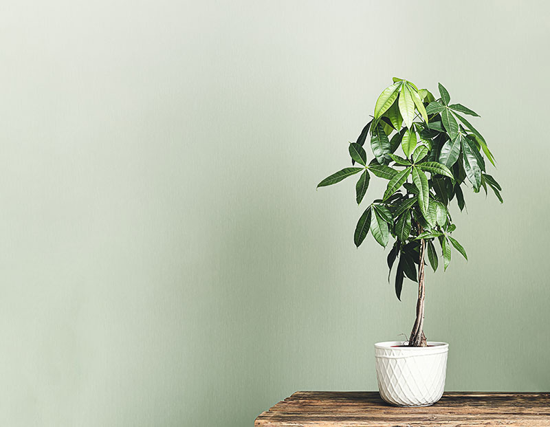 【観葉植物のパキラ】基本的な育て方まとめ