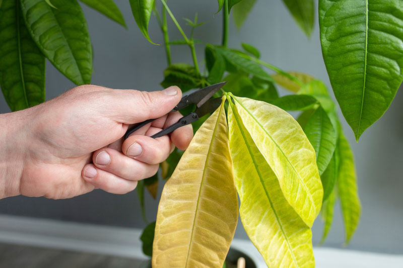 観葉植物のパキラに元気がない原因①水不足による水枯れ