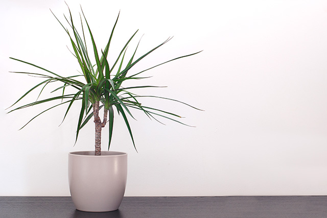 日光が入らない室内でも育てやすい観葉植物の一例（ドラセナ）