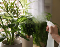 室内置き観葉植物に虫が！発生する理由・駆除方法・予防対策について