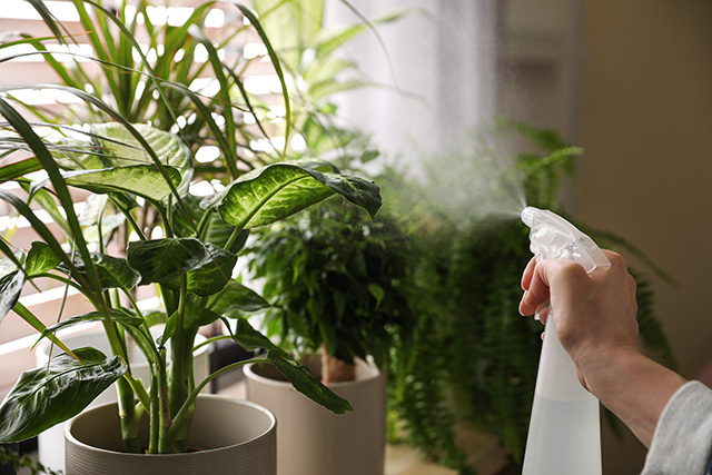 室内置き観葉植物に虫が！発生する理由・駆除方法・予防対策について