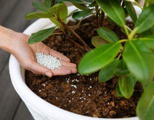 観葉植物に肥料を与える時期は？肥料の基礎知識や使用時の注意点も！